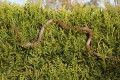 dans la haie de thuya couleuvre verte et jaune adulte  .1